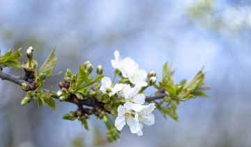 White Cherry Blossoms