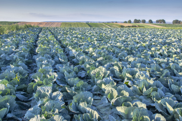 Growing Cabbage
