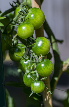 Green Tomatoes
