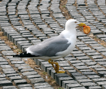 Seagull with Food in the Bow