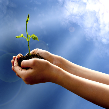 Seedling In The Palms Against The Sky