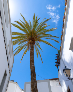 A tall palm tree between buildings