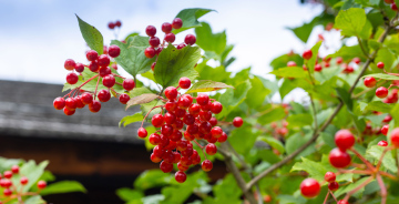 Viburnum, a shrub with red fruits