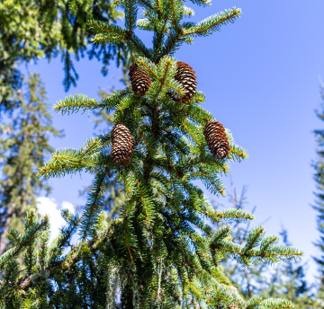 Spruce, cones on the tree