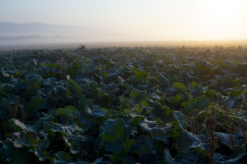 Foggy Field with Cabbage Crops