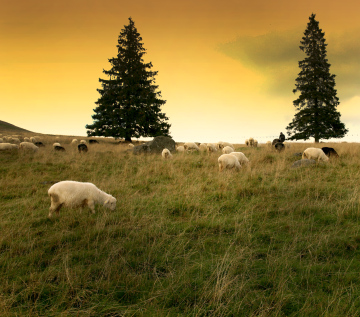 Grazing Sheep In The Mountains