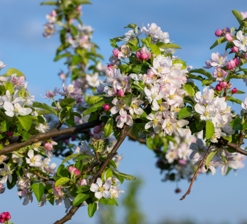 Blooming Apple Tree