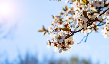 White flowers on the branches of bushes. Spring in the park.