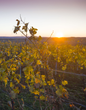 Autumn sunset in the vineyard