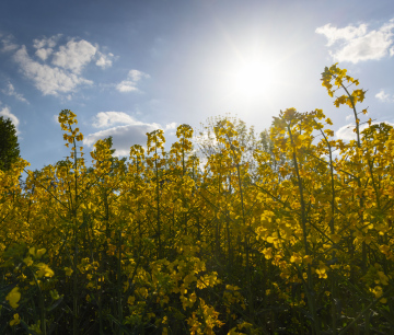 Blooming canola stock photo
