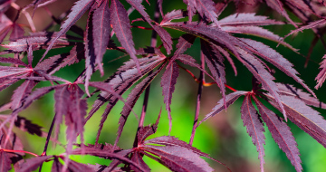 Palm maple, red leaves