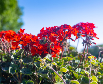 Red Geraniums