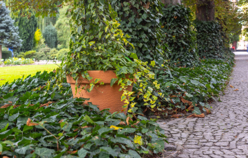Hedera ivy in the Garden