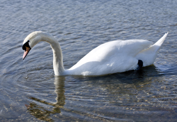 Swan on the water