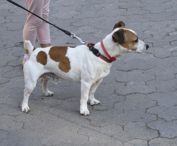 Mongrel on a leash - free picture