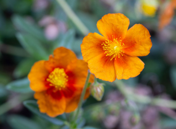 Orange Cinquefoil