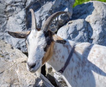 Goat on the Rock Background
