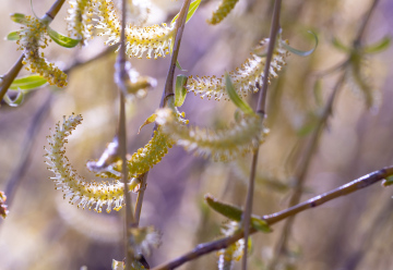 Blossoming willow