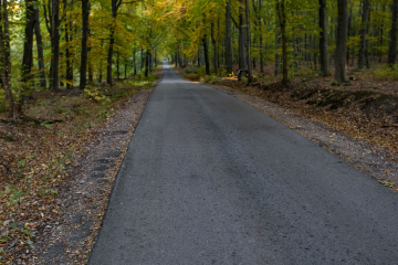 Asphalt Road Through The Forest