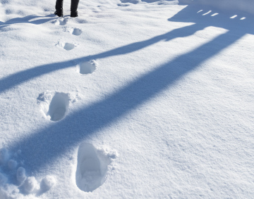 Traces in the Snow. Walking on snow.