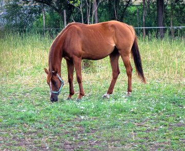 Horse on the Pasture
