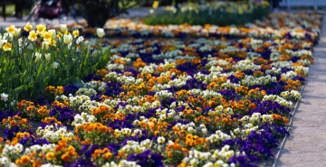 Flower bed with Blooming Pansies and Daffodils