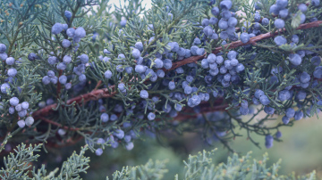 Juniper fruit. Coniferous shrub