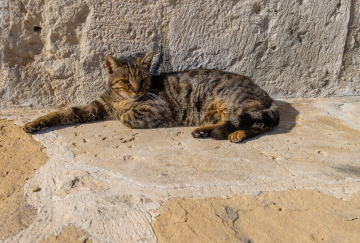Lying Cat on a Hot Day