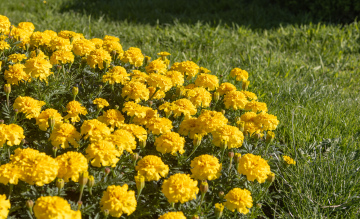 Blooming Tagetes