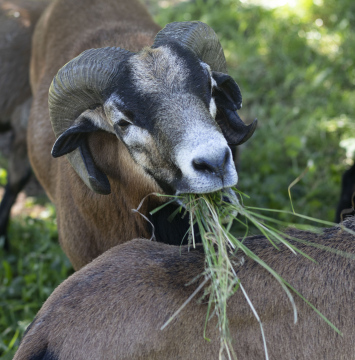 Brown Aries with Horns