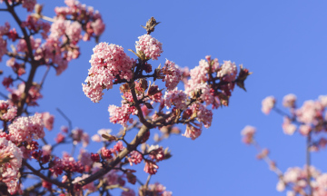 Kalina Bodnantska, a shrub that blooms in early spring