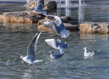 Seagulls in the city fountain