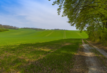 Farmlands and a dirt road