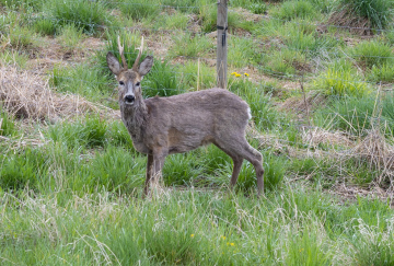 Prongs, roe deer