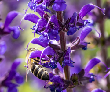 Bee on a Violet Flower