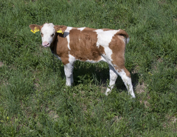 Calf in the Pasture