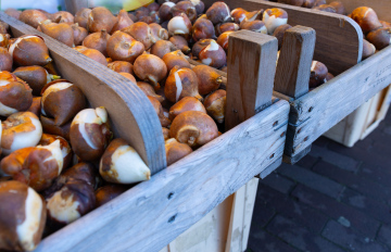Tulip bulbs at the flower market