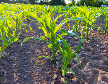 Corn cultivation