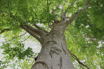 Tree, graphics, painted, brush marks