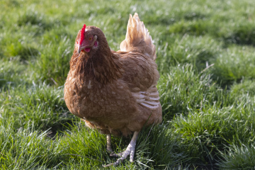 Hen on the Grass