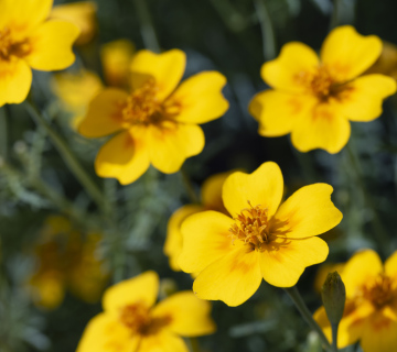 Tagetes narrow-leaved