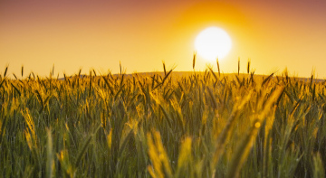 Ears of grain in the sun