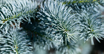 Coniferous tree branches