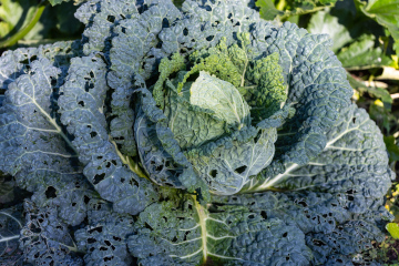 Chewed cabbage leaves