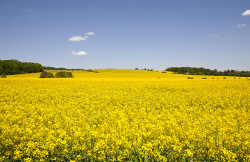 Blooming rapeseed