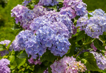 Violet Hydrangea