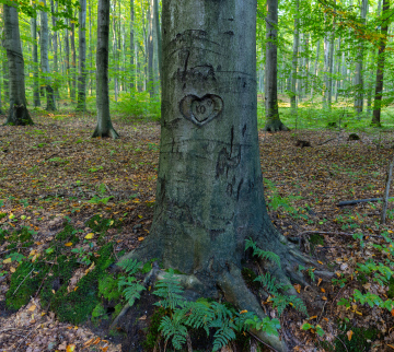 Tree Trunk and Beech Forest