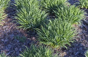 Clumps of grass in the garden