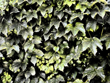 Leaves As Texture
