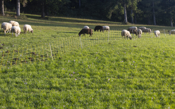 Sheep in the Pasture